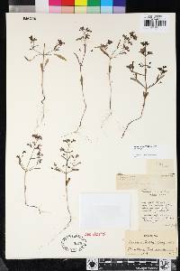 Collinsia torreyi image