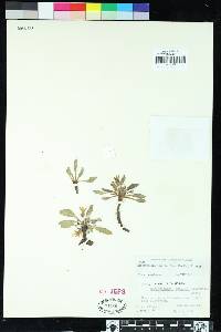 Hesperochiron californicus image