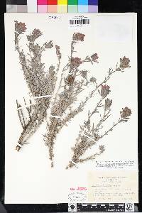 Castilleja foliolosa image