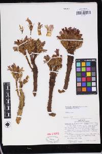 Aphyllon californicum subsp. feudgei image