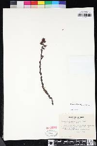 Pityopus californicus image