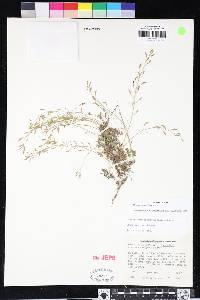 Draba cruciata image