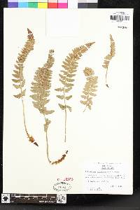 Polystichum scopulinum image