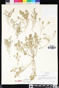 Lepidium acutidens image