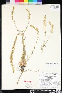 Thelypodium brachycarpum image