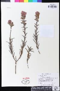 Castilleja affinis image