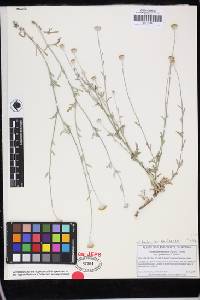 Eriophyllum lanatum image