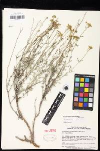 Eriophyllum confertiflorum image