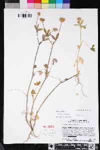 Trifolium ciliolatum image