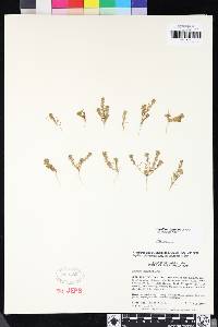 Lepidium acutidens image