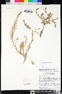 Thelypodium brachycarpum image