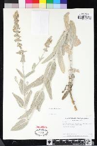 Stachys albens image