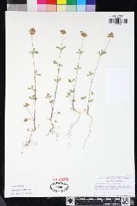 Trifolium ciliolatum image