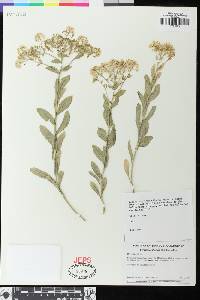 Lepidium chalepensis image