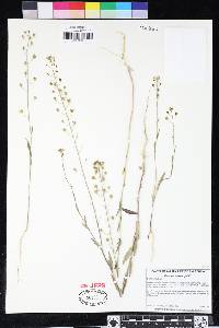 Camelina microcarpa image