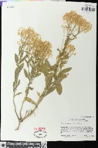 Lepidium chalepensis image