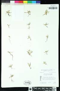 Plagiobothrys hispidulus image