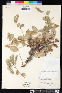 Phacelia nemoralis image