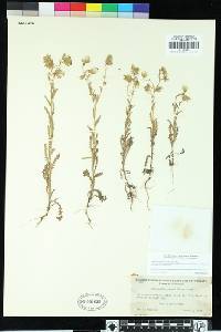 Emmenanthe penduliflora image