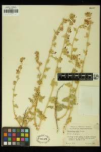 Sphaeralcea fulva image