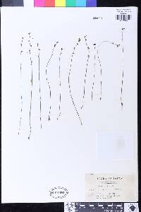 Utricularia caerulea image