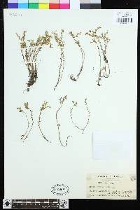 Sedum japonicum subsp. japonicum image