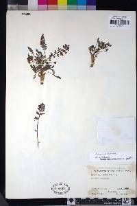 Pedicularis semibarbata image