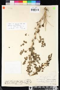 Antirrhinum ovatum image