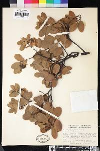 Arctostaphylos manzanita subsp. manzanita image