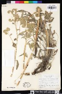 Phacelia nemoralis image