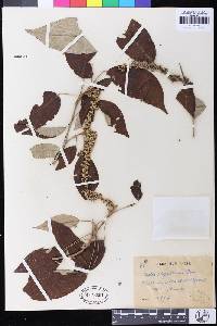 Image of Croton oligandrus