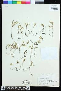 Sedum japonicum subsp. japonicum image