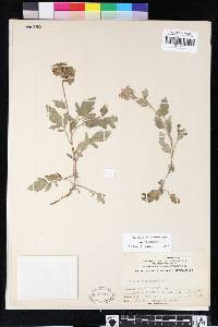 Phacelia hydrophylloides image