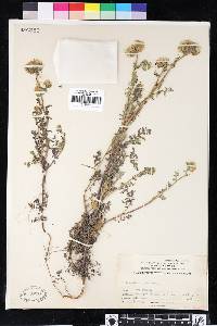 Phacelia distans image