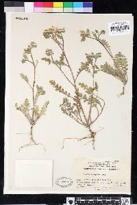 Phacelia brachyloba image