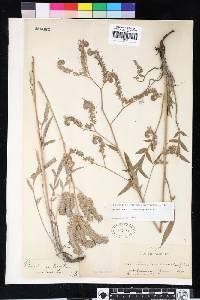 Phacelia imbricata image