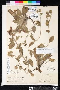 Phacelia nemoralis var. nemoralis image