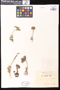 Image of Sempervivum arachnoideum