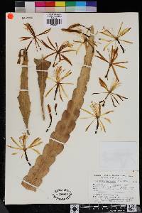 Image of Disocactus macranthus