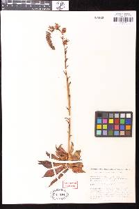 Echeveria strictiflora image