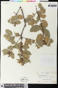 Quercus agrifolia image