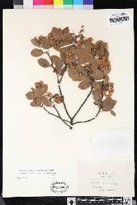 Arctostaphylos manzanita image