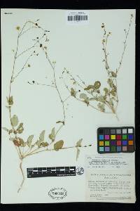 Boerhavia maculata image