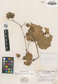 Image of Begonia rhodochlamys