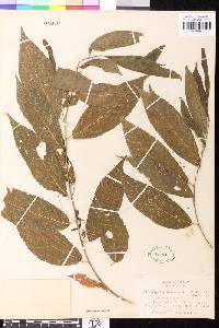 Acalypha schlechtendaliana image
