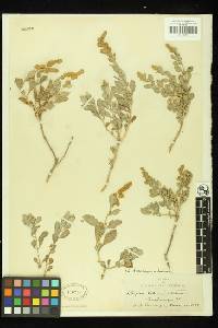 Atriplex barclayana subsp. palmeri image