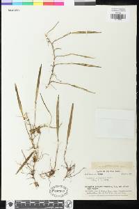 Image of Octomeria tridentata
