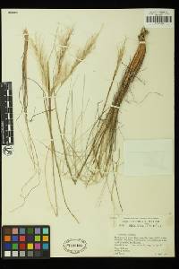 Stipa speciosa image