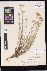 Eriophyllum confertiflorum var. confertiflorum image