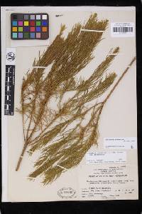 Ericameria arborescens image